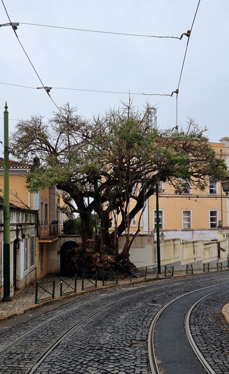 Lisbona