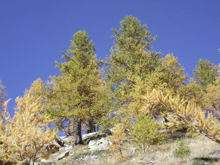 Larici
