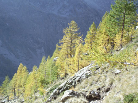 Larici