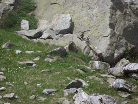 Marmotta