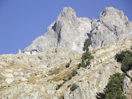 Larici