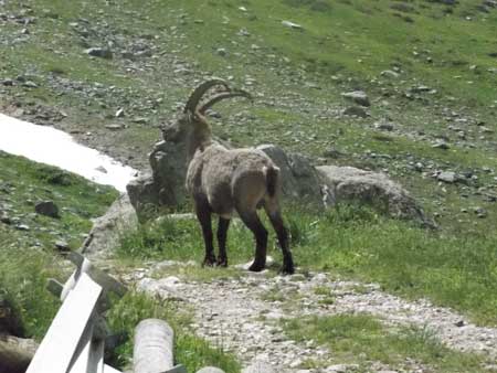 Stambecco