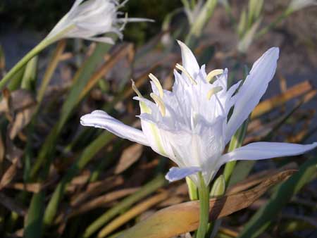 Fiore