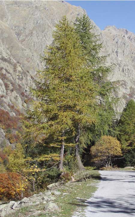Valle Gesso